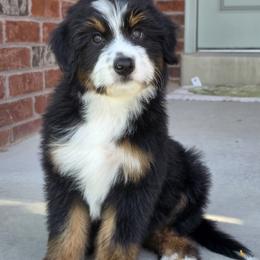 Rain - female Australian Mountain Doodle puppy in Hooper, Utah from Saltwater Doodles