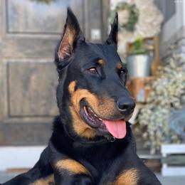 Praeda - Beauceron