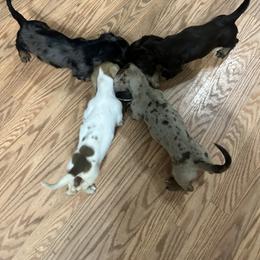 Dachshund Puppies from L & J Kennel