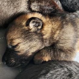 Honey - Sable female German Shepherd puppy in Harwood, Maryland from Reddington Shepherds