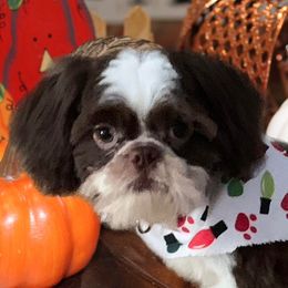 Chunk - Shih Tzu