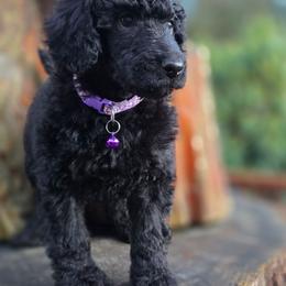 Alani Nu - Black female Poodle puppy in Springfield, Oregon from Valaurah Farms