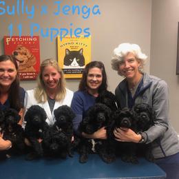 Portuguese Water Dog Puppies from Allegiance Portuguese Water Dogs