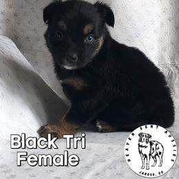 Ufi - Black tri female Miniature Australian Shepherd puppy in Jaroso, Colorado from Heaven Sent Aussies