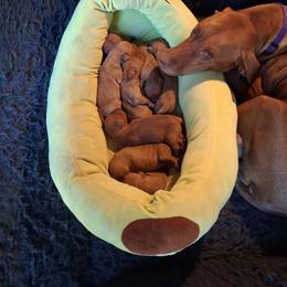 Orange - Golden rust male Vizsla puppy in Maineville, Ohio from Izabella Vizslas