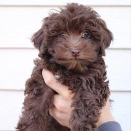 Male 2 - Chocolate male Havapoo puppy in Grants Pass, Oregon from Oregon Valley Pups