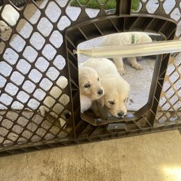 Golden Retriever Puppies from Silver Morning Farm