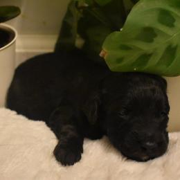 Tri Phantom Female - Black tri-color female Aussiedoodle puppy in Angola, Indiana from Classic City Doodles