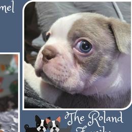 Boston Terriers from Lola & Milo's Pups-Boston Terrier -CKC