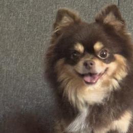 Kody - Chihuahua