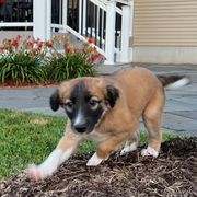 Windsprite Puppies from Propel Windsprites