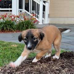 Windsprite Puppies from Propel Windsprites