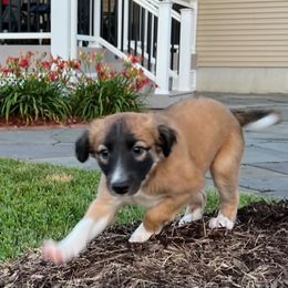 Windsprite Puppies from Propel Windsprites