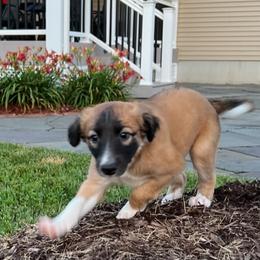 Windsprite Puppies from Propel Windsprites