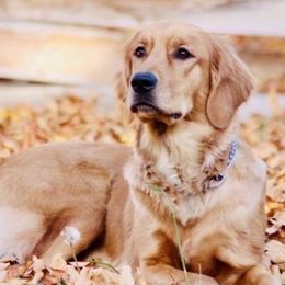 Golden Retrievers from Duck Dogs Colorado