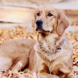 Golden Retrievers from Duck Dogs Colorado