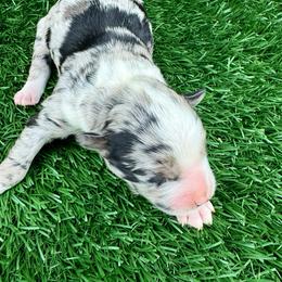 Dean - Blue merle male Aussiedoodle puppy in Bakersfield, California from Annie's Aussies