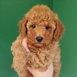 Kissy - Red Mini Poodle Raised in Home - Red  female Poodle puppy in Falcon, Missouri from Cedar House Heritage Poodles | AKC Toy & Miniature Poodle Puppies Raised in Home
