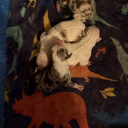 Magnolia - Red merle female Australian Shepherd puppy in Four Oaks, North Carolina from RoseWest Farms
