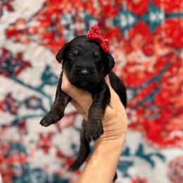 Noodle - Phantom female Bernedoodle puppy in Macon County, North Carolina from Mountain Doodles