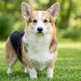 Graves - Pembroke Welsh Corgi