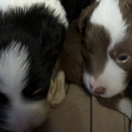 Border Collies from Richardson's Border Collies