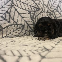 Cocker Spaniel Puppies from Hershey Sugar Rd Cockers