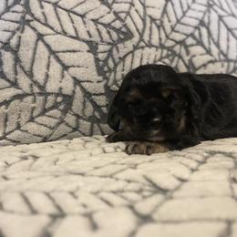 Cocker Spaniel Puppies from Hershey Sugar Rd Cockers