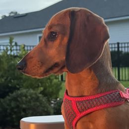 Dachshunds from Cynthia’s Royal Dachshunds
