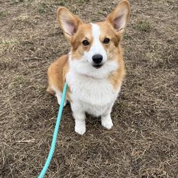 Roxy - Red female Pembroke Welsh Corgi puppy in Chubbuck, Idaho from Sunny J Corgis and Mini Americans