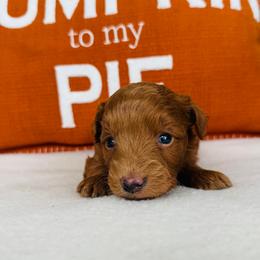 Scarlett - Red  female Goldendoodle puppy in Auburn, Indiana from Martin’s Doodles