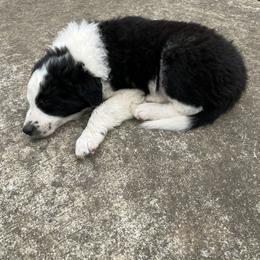 Border Collie Puppies from Roaring River Border Collies