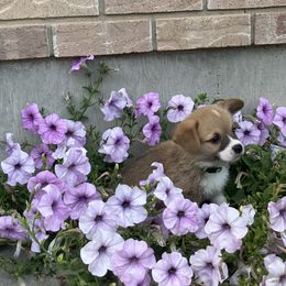 Pembroke Welsh Corgi Puppies from Whistling Wind Corgi’s
