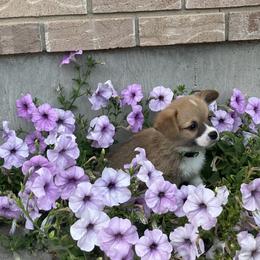 Pembroke Welsh Corgi Puppies from Whistling Wind Corgi’s