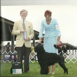 Portuguese Water Dog Puppies from Sherry N Rady