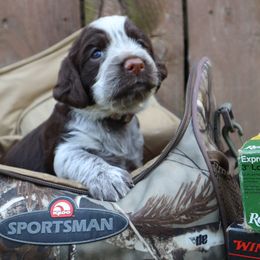English Springer Spaniel Puppies from White Pine Springer Spaniels