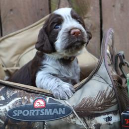 English Springer Spaniel Puppies from White Pine Springer Spaniels