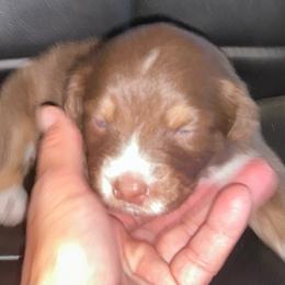 Garnet - Red tri-color female Australian Shepherd puppy in Brownfield, Maine from Misty Feather Aussies