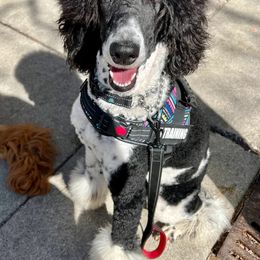 Cavapoo puppies from Halsey Poodles and Doodles