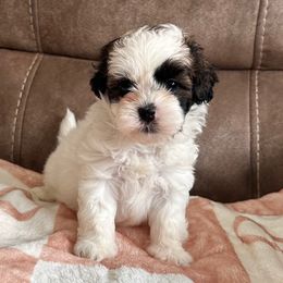 Purple Female - Black and white female Shihpoo puppy in Asheboro, North Carolina from Southern Bred Pups