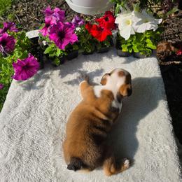 Dot - Fawn and white female Bulldog puppy in Cardington, Ohio from A & J Miniature Dachshunds & Bulldogs