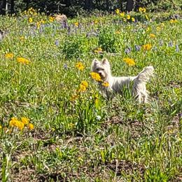 Annie - West Highland White Terrier
