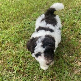 Lani - Brown and white Aussiedoodle puppy in Albertville, Alabama from Home Sweet Home Doodles LLC