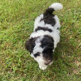 Lani - Brown and white Aussiedoodle puppy in Albertville, Alabama from Home Sweet Home Doodles LLC