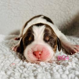 BG4 - Tri-Roan female English Springer Spaniel puppy in Britton, South Dakota from K&S Canines