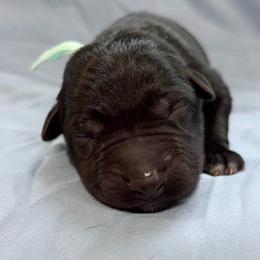 Shoka - Black male German Shepherd puppy in Beech Grove, Arkansas from Ze Zadnich lesu