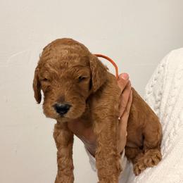 MIA - Red  female Goldendoodle puppy in Naples, Florida from Goldendoodles Of Naples,INC