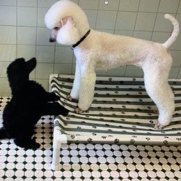 Poodle Puppies from Cabernet Standard Poodles