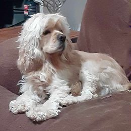 Sunny - Cocker Spaniel