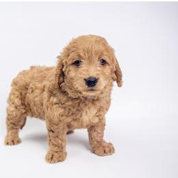 Goldendoodle Puppies from Ohana Doodles